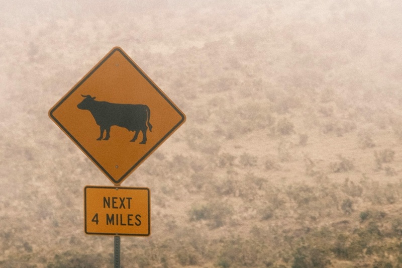 Teen Drivers and Road Hazards a Road Sign Alerting for Cows Crossing