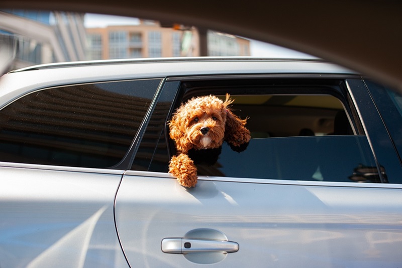 What to Include in an Emergency Car Kit a Dog With a Leg and Head Sticking Out From a Car Window