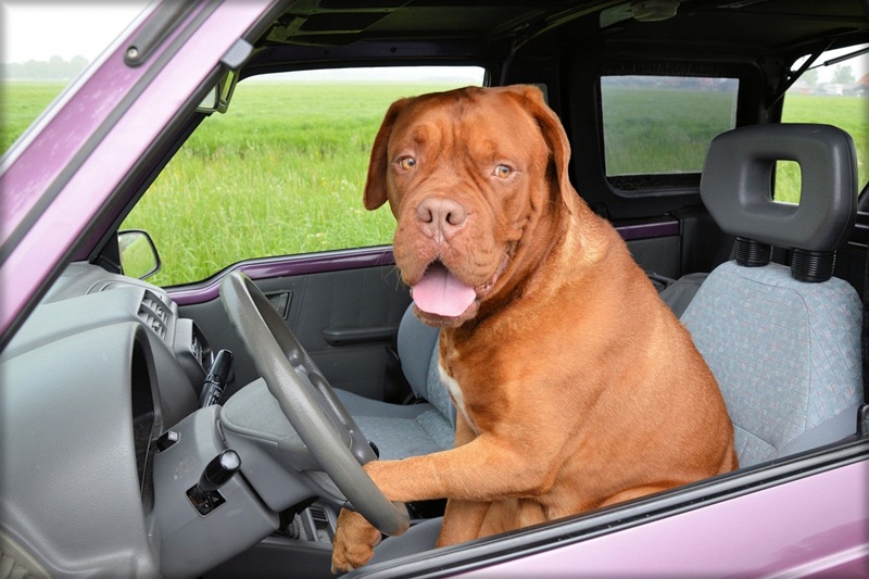 Safe Driving Tips for Summer a Dog Sitting in the Driver Seat of a Parked Truck