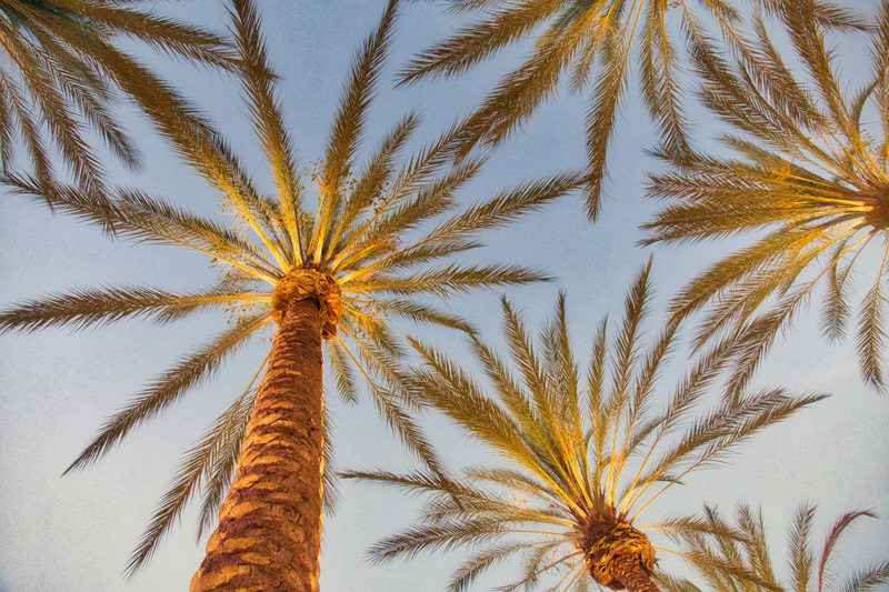 5 Free Things For Teens To Do In Irvine View of Palm Trees From the Ground