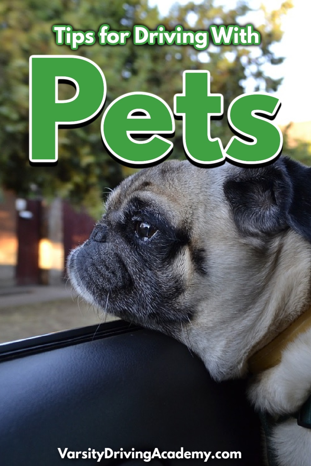 Use tips for driving with pets to make sure that you don’t run into any safety issues when you need to take your best friend with you.