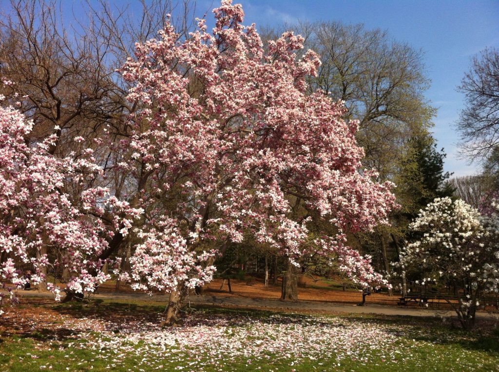 Free Things To Do in Tustin Magnolia Tree Park