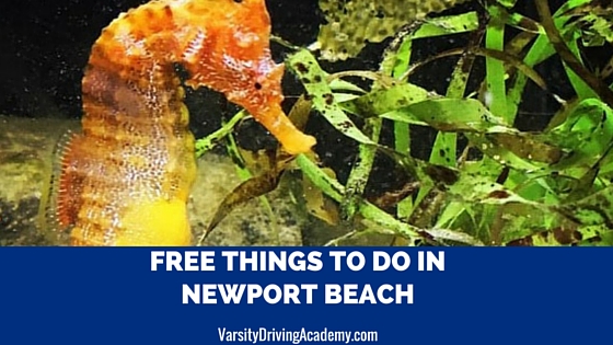 Free Things to Do in Newport Beach Featured