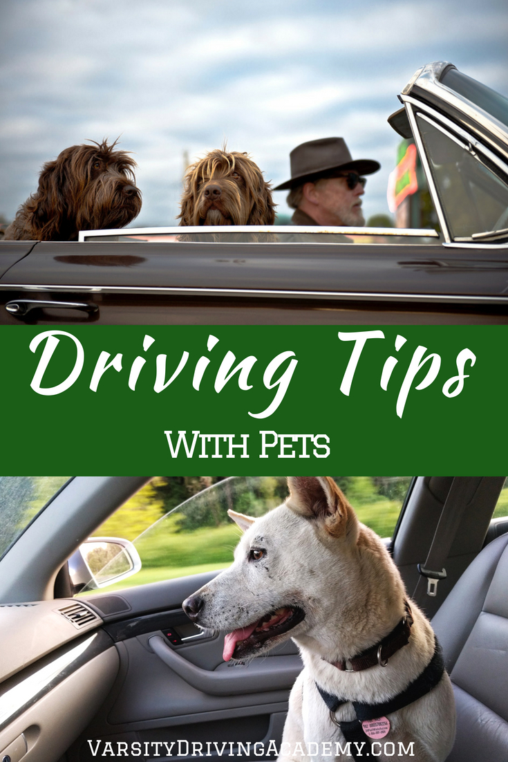 Use tips for driving with pets to make sure that you don’t run into any safety issues when you need to take your best friend with you.